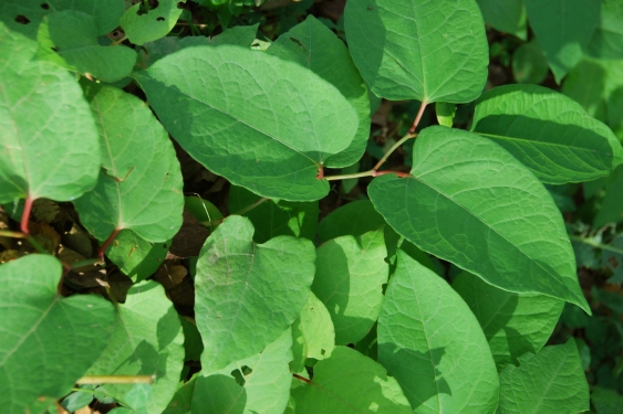 London’s Japanese Knotweed problem 