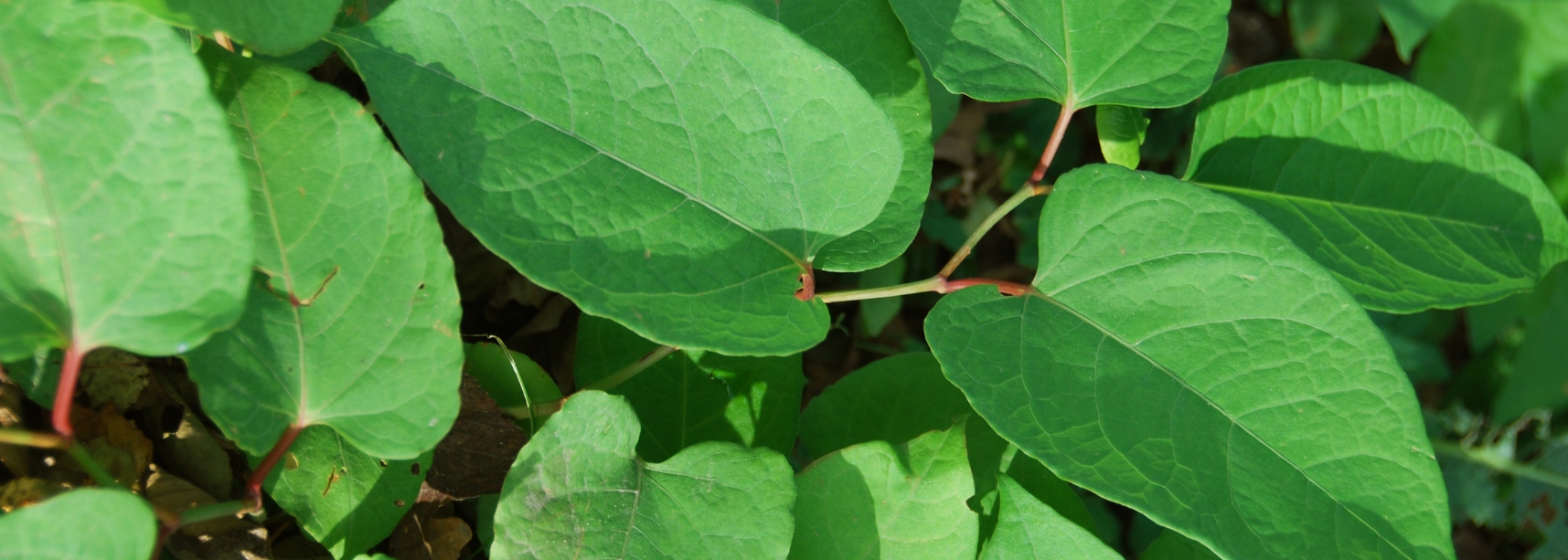 Japanese Knotweed
